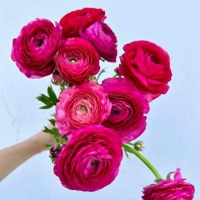 hoa mao lương (hoa hồng ri ba tư ) màu hồng hà lan ” Ranunculus Pink “