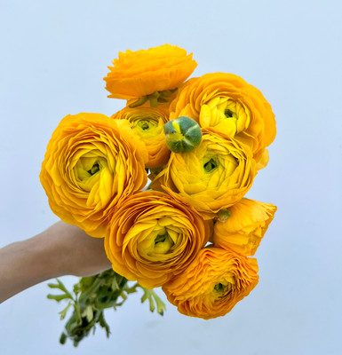 hoa mao lương (hoa hồng ri ba tư ) màu vàng nhập hà lan ” Ranunculus Yellow “