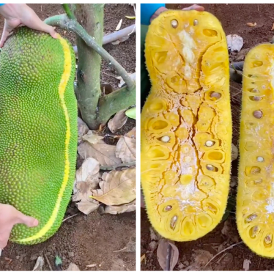 CÂY MÍT MALAYSIA - QUẢ DÀI