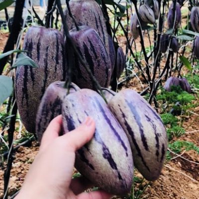 DƯA PEPINO TÍM