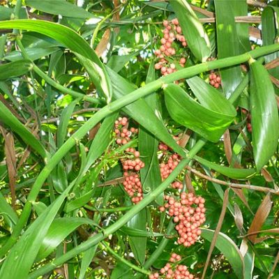 cây mây nếp rừng