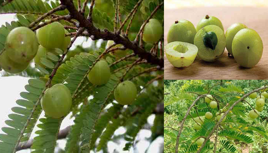cây mắc kham vân nam (cây me tròn) - cây gieo hạt cây mắc kham vân nam (cây me tròn) - cây gieo hạt