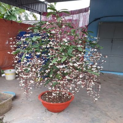 Chậu Cây hoa dạ ngọc minh châu