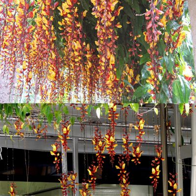cây hoa móng cọp vàng