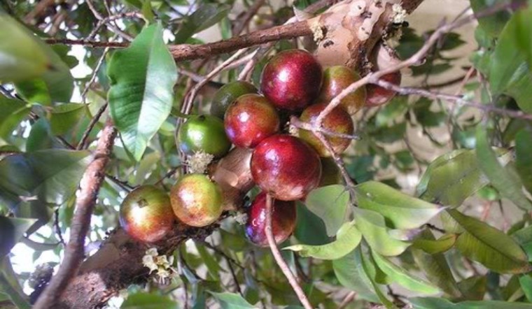 mận hồng quân mận hồng quân