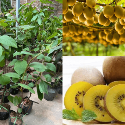 cây kiwi đủ 3 màu : xanh, đỏ, vàng - cây giống nhập khẩu