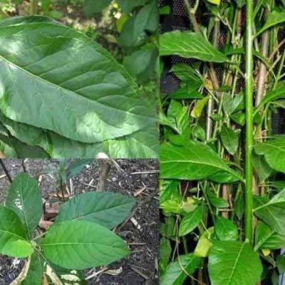 cây lá đắng , cây mật gấu