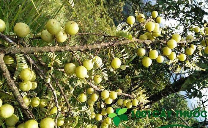 cây mắc kham vân nam (cây me tròn) - cây gieo hạt cây mắc kham vân nam (cây me tròn) - cây gieo hạt