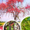 cây ô môi giống đủ kích thước