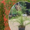 cây liễu tường hoa đỏ , hoa liễu đỏ , hoa liễu pháo