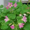 củ giống cây me chua đất