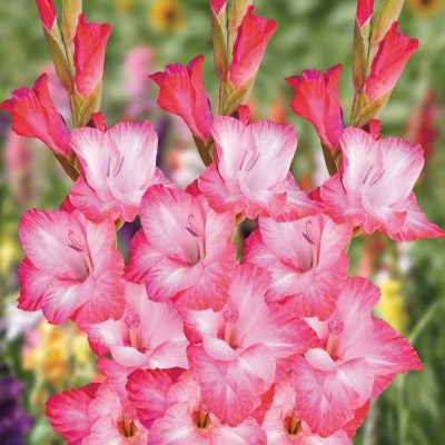 củ giống hoa lay ơn hà lan xanh "gladiolus cantate"
