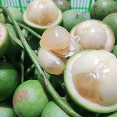 cây giống dâu da đất quả xanh  ( dâu xanh Gia Bảo) quả tròn ngọt - cây ghép chuẩn giống