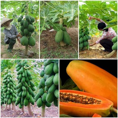 cây giống đu đủ lùn ruột đỏ siêu quả siêu ngọt
