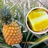 CÂY GIỐNG DỨA MẬT KHÔNG GAI MD2 – CÂY GIỐNG CHUẨN F1