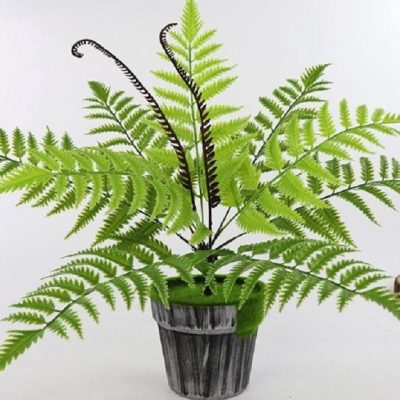 Cây Dương xỉ lá me