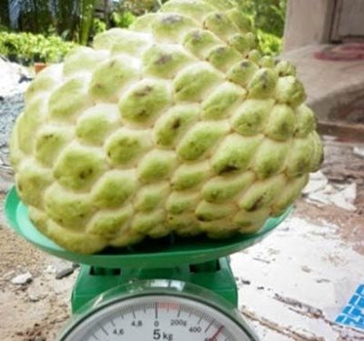 CÂY GIỐNG NA THÁI LAN