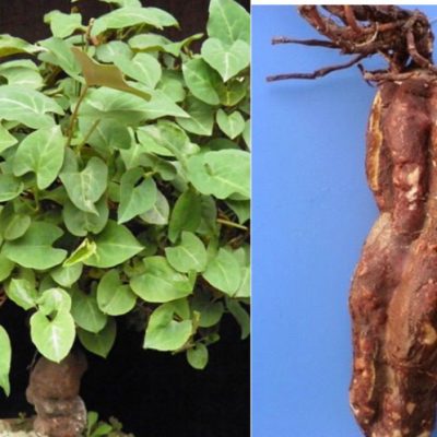 cây giống hà thủ ô đỏ chuẩn giống