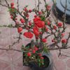 mai đỏ bonsai tứ quý nhật bản