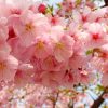 cây giống hoa anh đào nhật bản nhập khẩu