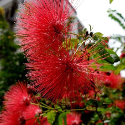 cây hoa điệp lào