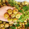 cây mắc kham vân nam (cây me tròn) - cây gieo hạt