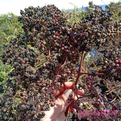 cây mắc khén  ( cây hạt sẻn )
