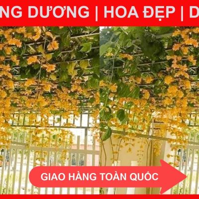 chậu hoa leo hoàng dương vàng