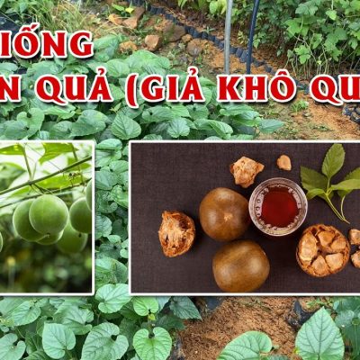 cây giống : cây la hán quả
