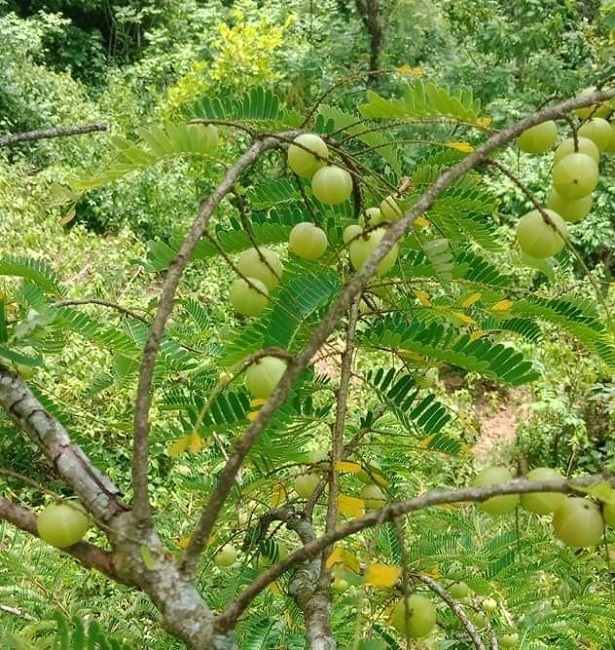 cây mắc kham vân nam (cây me tròn) - cây gieo hạt cây mắc kham vân nam (cây me tròn) - cây gieo hạt
