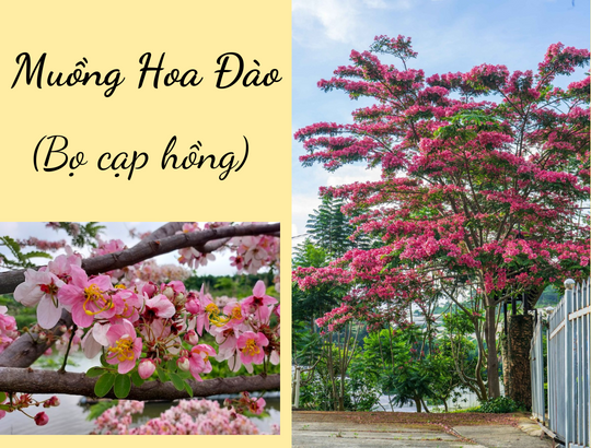 hoa muồng anh đào (bọ cạp hồng) hoa muồng anh đào (bọ cạp hồng)
