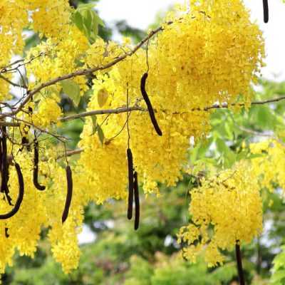 hoa muồng hoàng yến vàng(hoa hoàng hậu , hoa osa vàng)