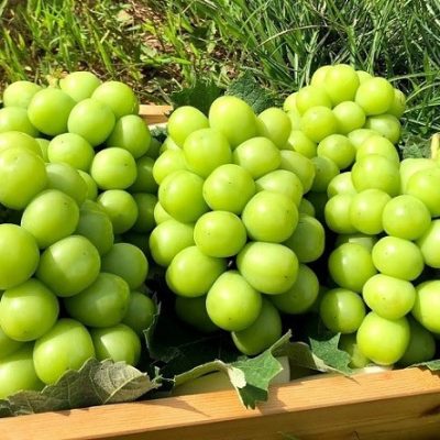giống nho mẫu đơn (nho sữa)