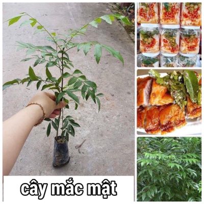 cây giống cây mắc mật