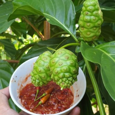 cây nhàu giống