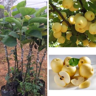 lê vàng tứ quý (lê ta bốn mùa)