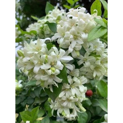hoa nguyệt quế trắng thái siêu hoa , hoa to, thơm phức