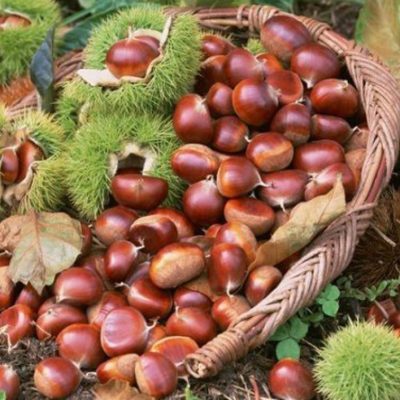 cây giống hạt dẻ đen Trung Khánh
