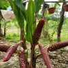 củ giống hoa lúa rừng màu đỏ tím