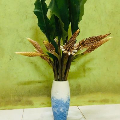 củ giống hoa lúa rừng hoa màu nâu vỏ thông (màu nâu sữa)
