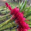 Cây Riềng Tía – Alpinia purpurata - hoa hạnh phúc điểu đỏ