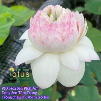 Hoa Sen Phật Âm