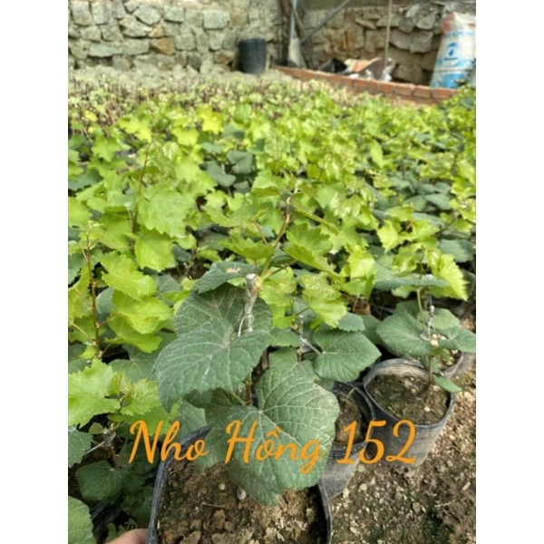 Cây Nho Ngón Tay Hồng (Mariaue Finger - NH01-152) Cây Nho Ngón Tay Hồng (Mariaue Finger - NH01-152)
