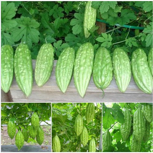 Cây Giống khổ qua xanh nhạt Cây Giống khổ qua xanh nhạt