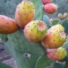 Xương Rồng tai thỏ khổng lồ Nopal Mexico loại ăn trái (Nopal Mexico Opuntia ficus indica)