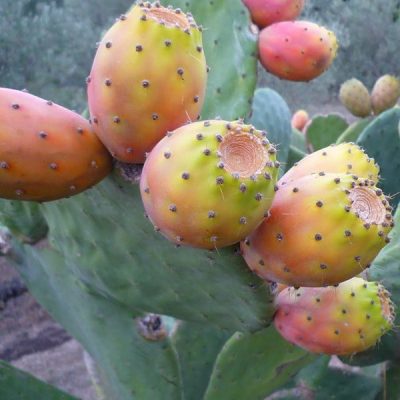 Xương Rồng tai thỏ khổng lồ Nopal Mexico loại ăn trái (Nopal Mexico Opuntia ficus indica)