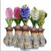 Chậu Hoa Tiên ông (dạ lan hương) trồng nước đủ màu - nhập khẩu - củ +bình thủy sinh