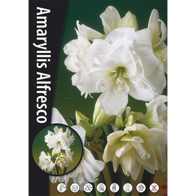 củ giống hoa huệ tây Amaryllis '  Alfresco ' củ mẹ ngậm nụ size 20/22