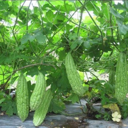 Cây Giống khổ qua xanh nhạt Cây Giống khổ qua xanh nhạt