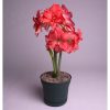 củ giống hoa huệ tây Amaryllis ' BALLERINA '